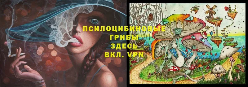 Псилоцибиновые грибы Psilocybine cubensis  Вилючинск 